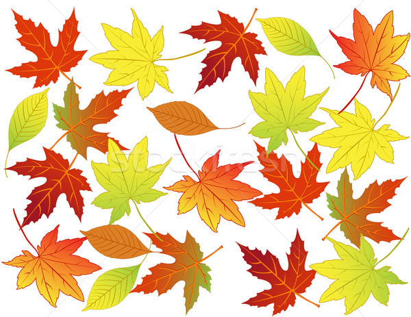 	Autumn leaf Stock photo © g215