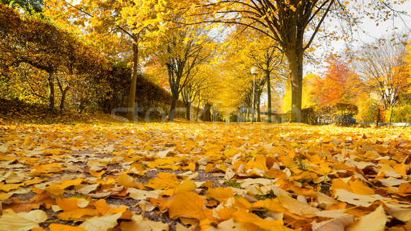 Hárs sikátor ősz sekély mező erdő Stock fotó © g215