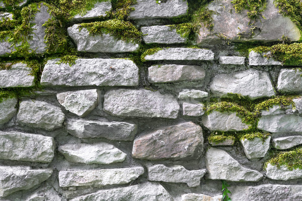 Stock photo: texture of the stone wall overgrown with ivy.