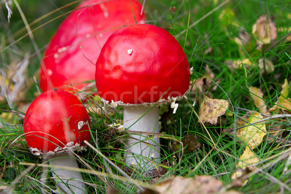 Red amanita in the forest. Stock photo © g215
