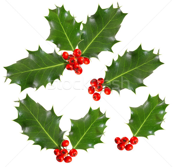 holly leaves and berries isolated on white background Stock photo © g215