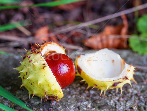 Chestnut fruit of a close-up Stock photo © g215