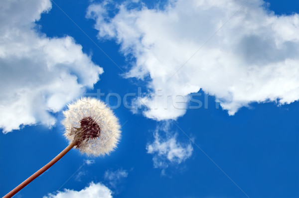Dandelion on blue sky background. Stock photo © g215