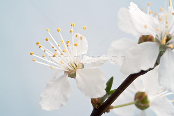 Stockfoto: Tak · blauwe · hemel · bloem · boom · schoonheid