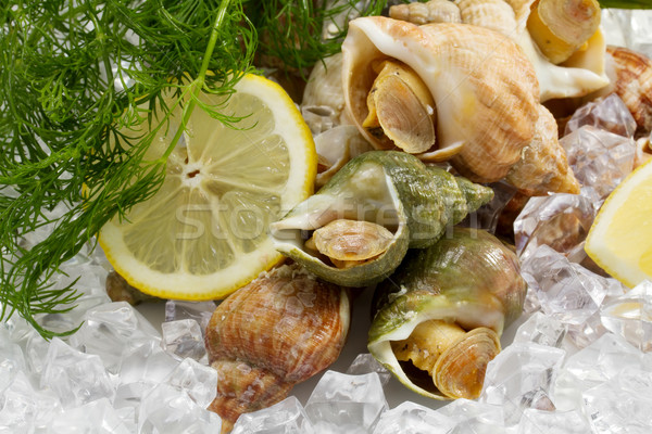 whelks with dill and lemon on ice  Stock photo © g215