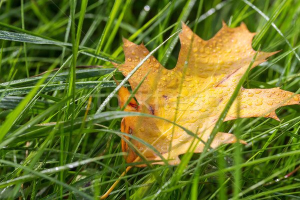 Automne feuille herbe temps parc couleurs [[stock_photo]] © g215