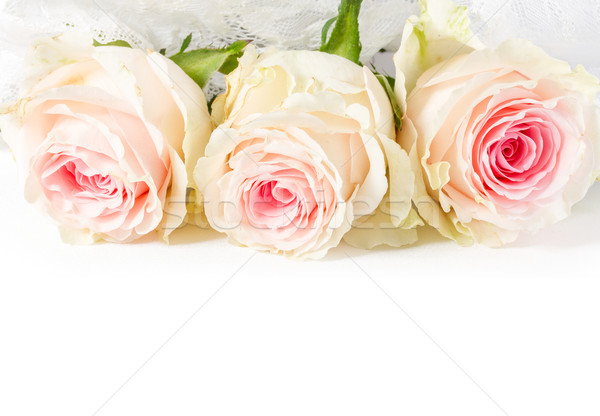 Wedding background with roses and lace Stock photo © g215