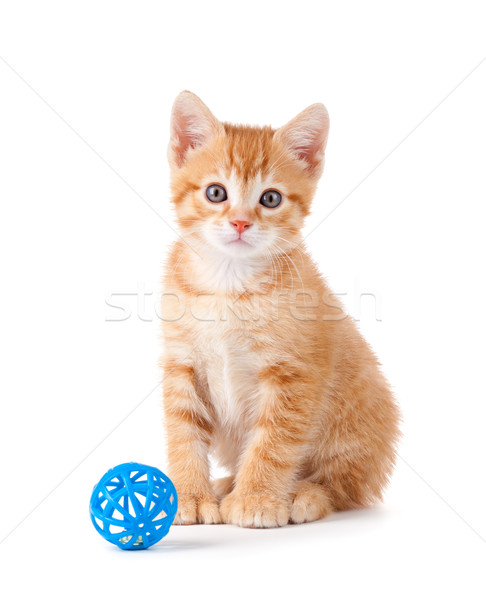 Cute orange kitten with large paws sitting next to a toy on a white background. Stock photo © gabes1976