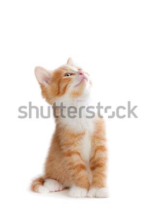 Bonitinho laranja gatinho branco isolado Foto stock © gabes1976