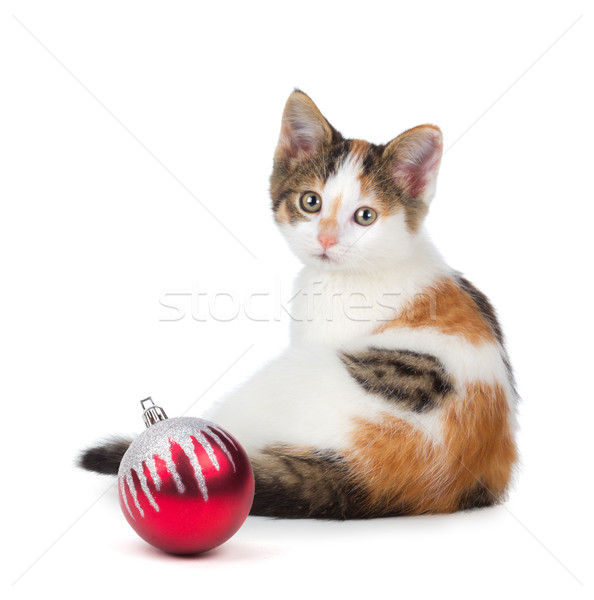 Bonitinho gatinho sessão natal ornamento feliz Foto stock © gabes1976