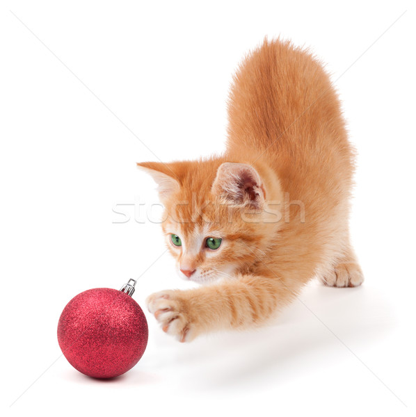 商業照片: 可愛 · 橙 · 小貓 · 播放 · 聖誕節 · 裝飾