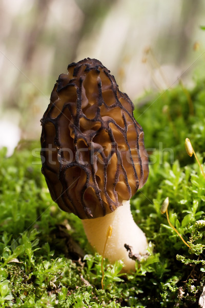 Black Morel Mushroom (Morchella) Stock photo © gabes1976
