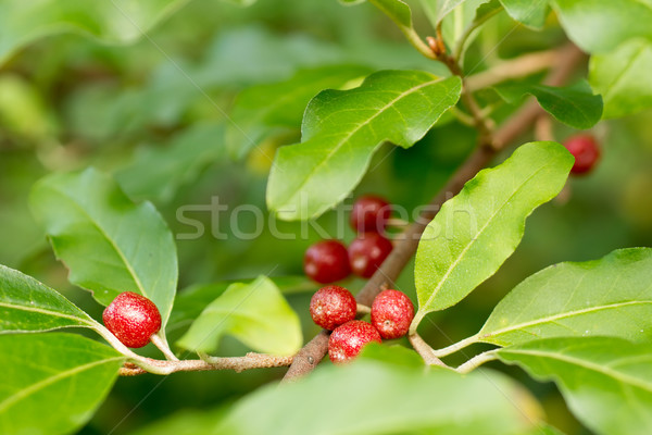 Voll Herbst Olivenöl Beeren zunehmend BH Stock foto © gabes1976