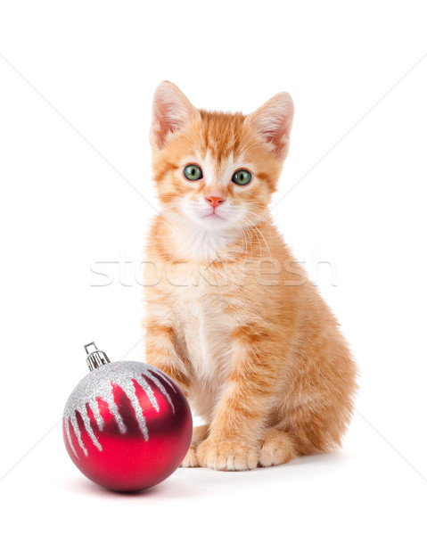 Bonitinho laranja gatinho grande sessão Foto stock © gabes1976