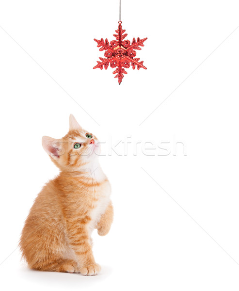 Bonitinho laranja gatinho jogar natal ornamento Foto stock © gabes1976