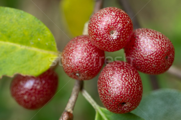 Maturo autunno oliva frutti di bosco crescita bra Foto d'archivio © gabes1976