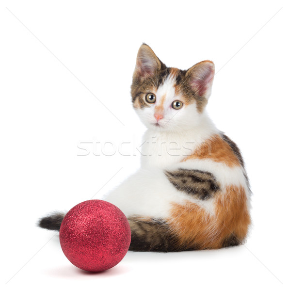 Cute calico kitten sitting next to a Christmas Ornament on a whi Stock photo © gabes1976