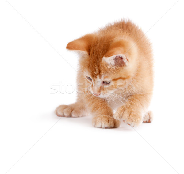 Cute kitten playing on white. Stock photo © gabes1976