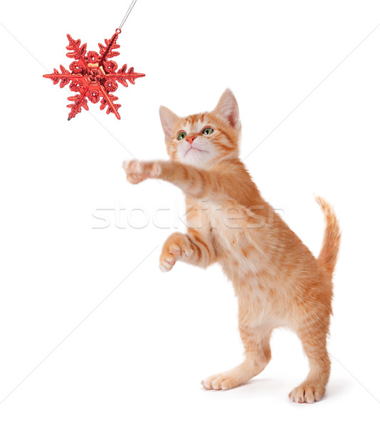 Cute arancione gattino giocare Natale ornamento Foto d'archivio © gabes1976
