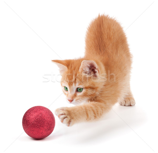 Cute naranja gatito jugando Navidad ornamento Foto stock © gabes1976