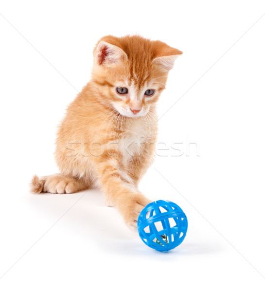 Cute orange kitten with large paws playing with a toy on a white background. Stock photo © gabes1976