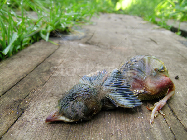 Dead Baby Robin Lying on a Wooden Board Stock photo © gabes1976