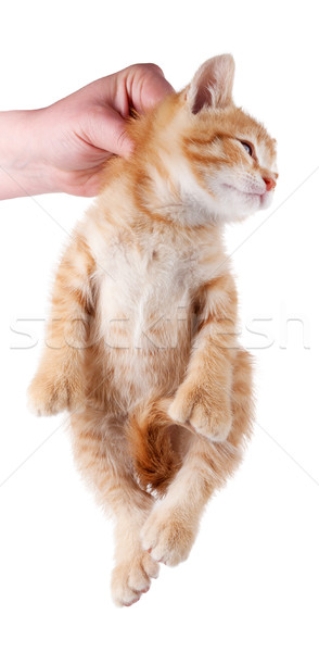 Hand holding kitten by the scruff of its neck isolated on white. Stock photo © gabes1976