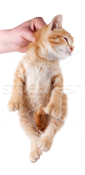 Foto stock: Mano · gatito · cuello · aislado · blanco