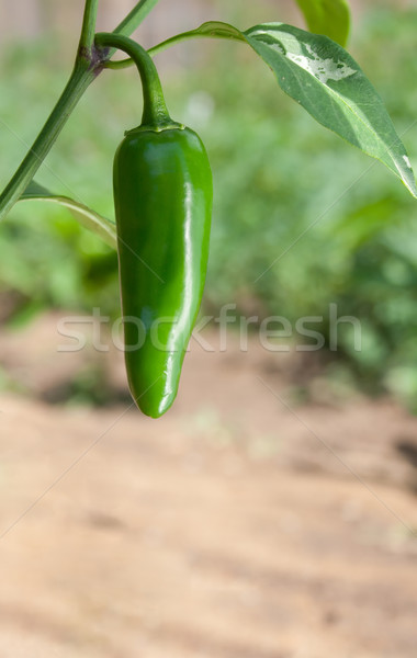 Jalapeno pimenta crescente planta jardim campo Foto stock © gabes1976