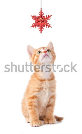 Cute arancione gattino giocare Natale ornamento Foto d'archivio © gabes1976