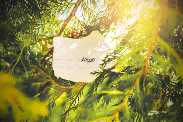 Remény szöveg fenyőfa klasszikus színek fa Stock fotó © gabor_galovtsik