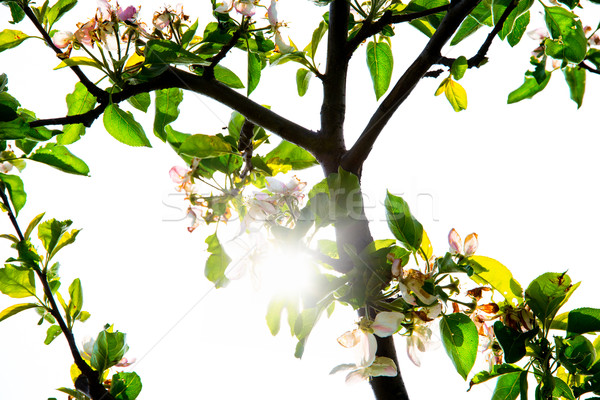 Early spring Stock photo © gabor_galovtsik