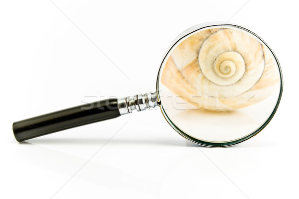放大鏡 螺旋 殼 孤立 白 設計 商業照片 © gavran333