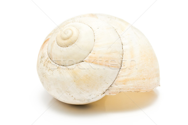 Spiral sea shell  Stock photo © gavran333