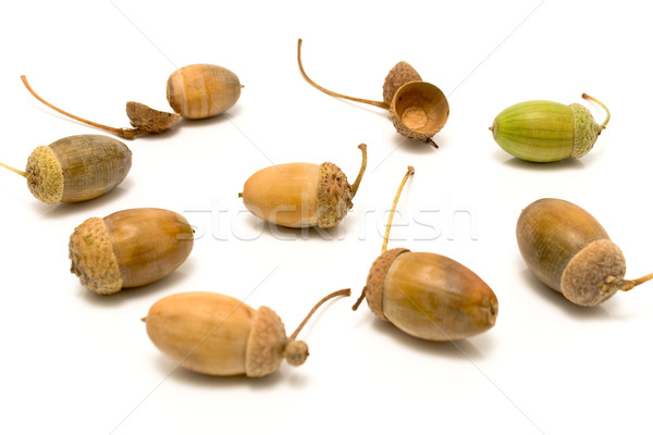 Oak acorns Stock photo © gavran333
