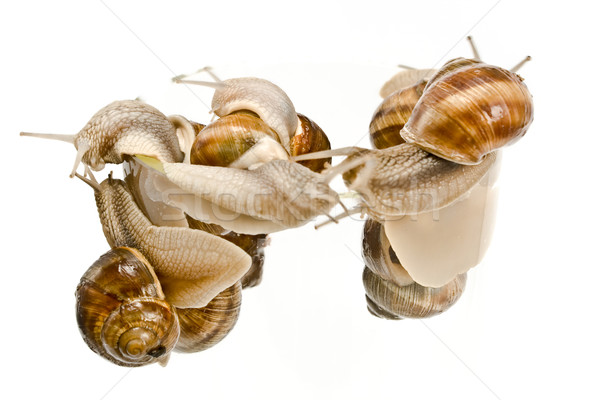 Snails climbing Stock photo © gavran333