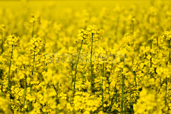 Domaine viol plein jaune semences fond Photo stock © Gbuglok