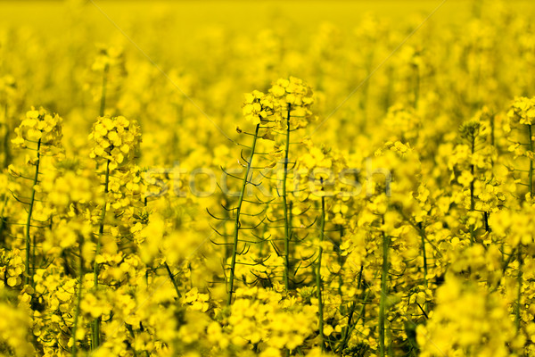 Campo violación completo amarillo semillas fondo Foto stock © Gbuglok