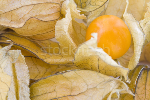 Physalis fruits Stock photo © Gbuglok