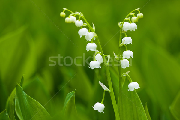Lirios valle pequeño flores naturaleza primer plano Foto stock © Gbuglok