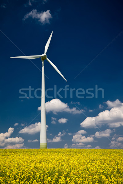 Foto stock: Molino · de · viento · violación · campo · amarillo · cielo · azul · cielo