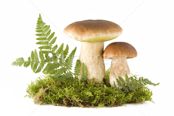 Two mushrooms Stock photo © Gbuglok