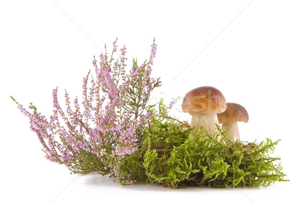 Two fresh mushrooms Stock photo © Gbuglok