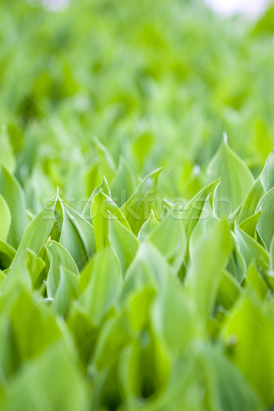 新鮮 綠色 集中 春天 花園 背景 商業照片 © Gbuglok