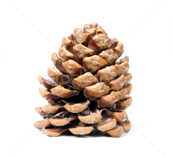 brown pine Stock photo © GekaSkr