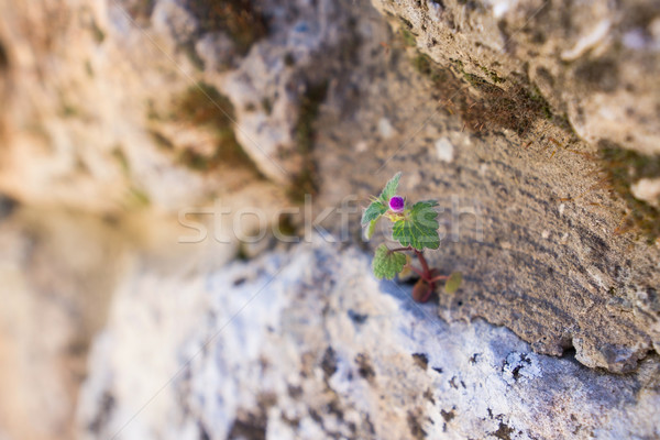 Foto stock: Flor · rock · pequeño · naturaleza · jardín · verde