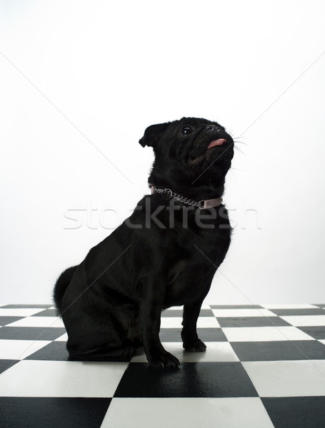 Francés bulldog retrato perro ajedrez piso Foto stock © gemenacom