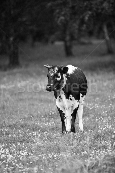 Zdjęcia stock: Krowy · dziedzinie · lata · gospodarstwa · czarny · biały