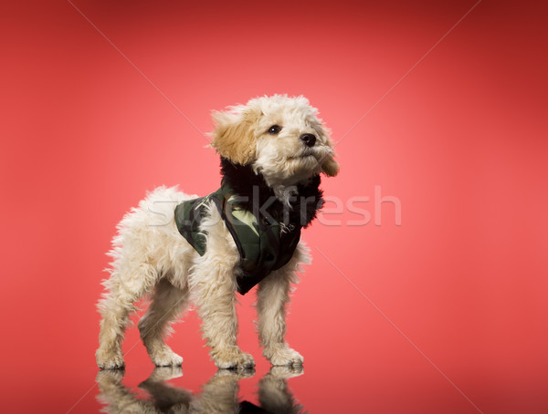 甘い 犬 現代 服 美しい 立って ストックフォト © gemenacom