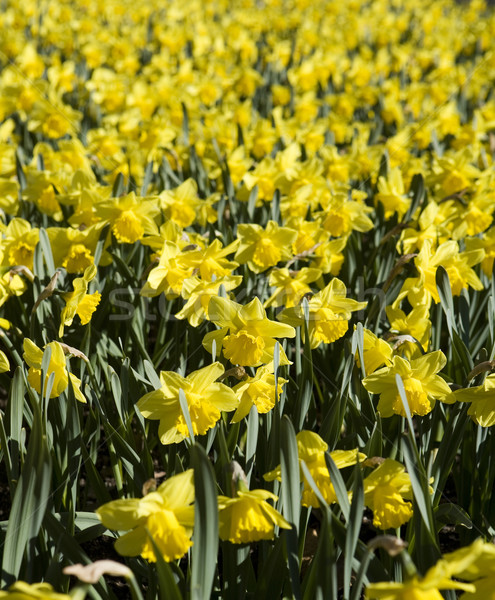 Narcisele full-frame galben primăvară iarbă natură Imagine de stoc © gemenacom